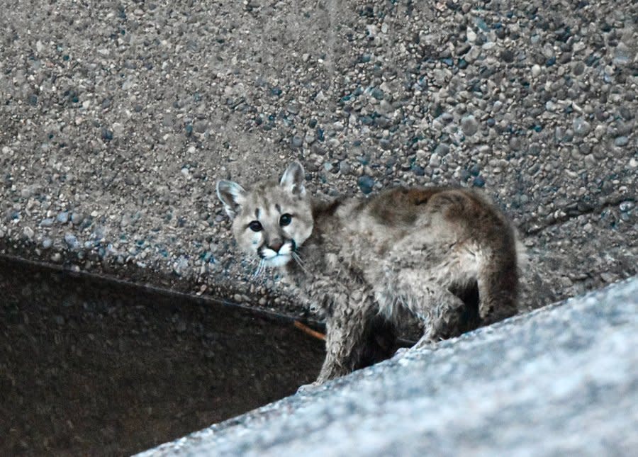 This mountain lion wouldn't hold the rope and instead ran to where the spillway connected to Los Pinos River.