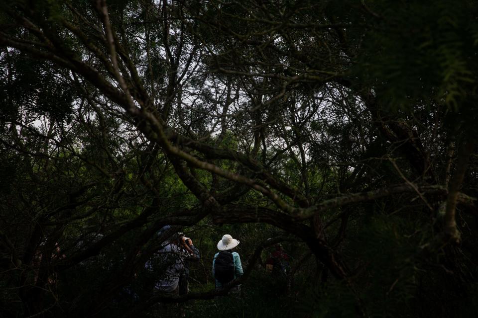 Birder and Corpus Christi native Mary Carpenter, now of Maryland, searches brush for birds at Oso Bay Wetlands Preserve with a tour group during a Birdiest Festival in America event on Thursday in Corpus Christi.