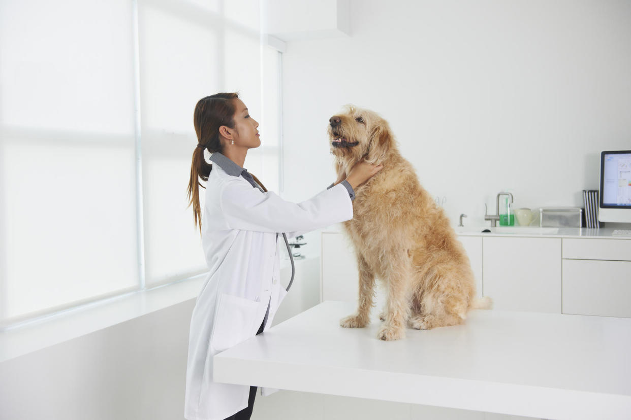 Spot pet insurance places no age limits on older pets, but plans have a 14-day waiting period for coverage. / Credit: Getty Images