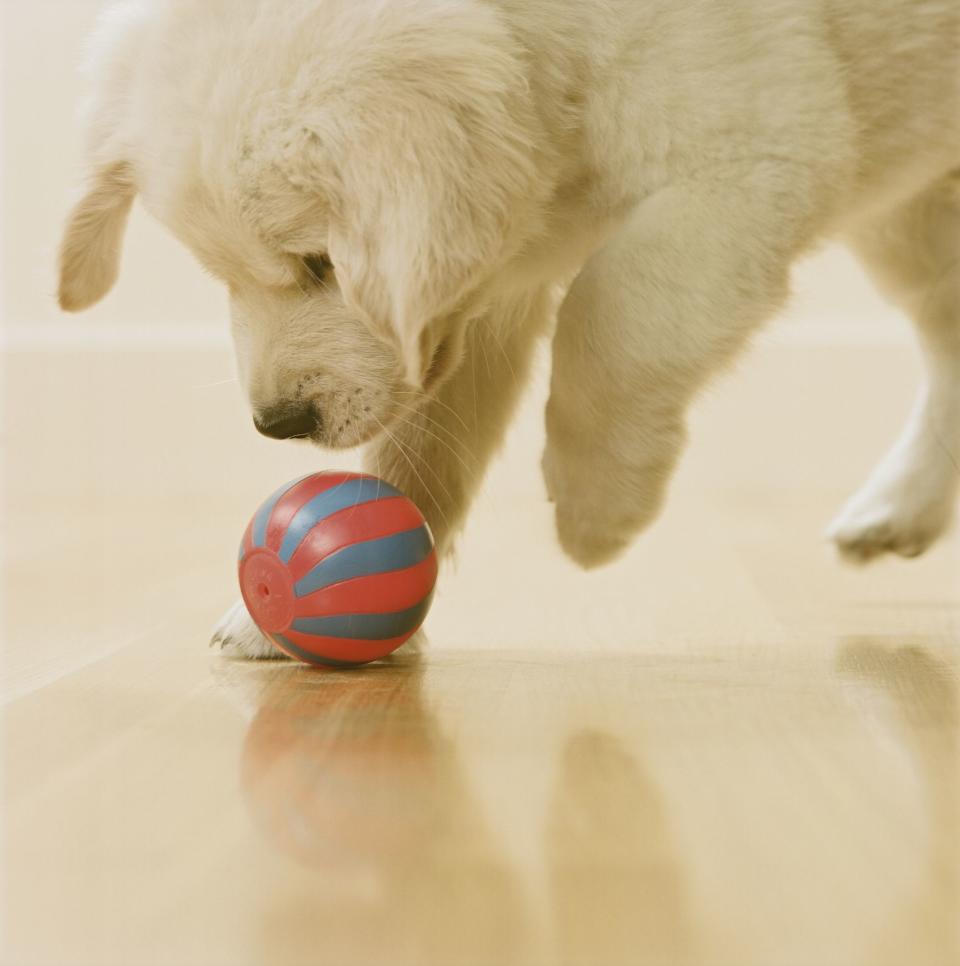 15 Indoor Dog Games That Help Your Pup Run Off Some Excess Energy