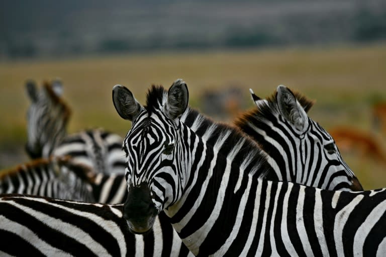 Zebra hail from Africa, where they are preyed upon by lions (TONY KARUMBA)