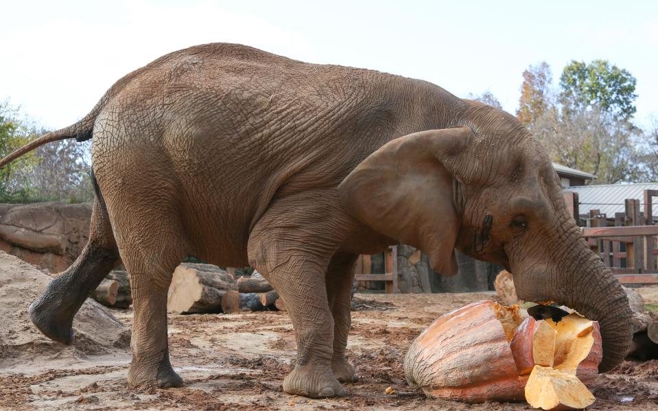 Tonka, now about 45 years old, will be spending his senior years at The Elephant Sanctuary. “Tonka, Jana and Edie are beloved and treasured, and we will always put their well-being and happiness first,” Zoo Knoxville president and CEO Lisa New said in a news release last year announcing the elephants' transfer.