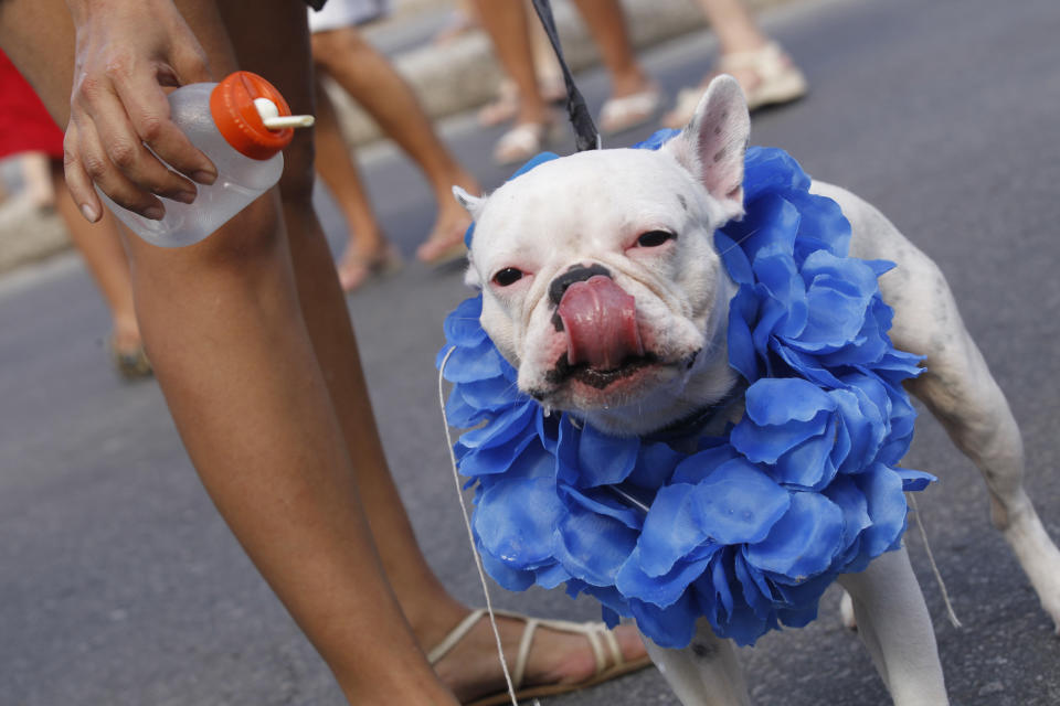 A disguised dog licks water during the "Blocao" dog carnival parade in Rio de Janeiro, Brazil, Sunday, Feb. 12, 2012. (AP Photo/Silvia Izquierdo)