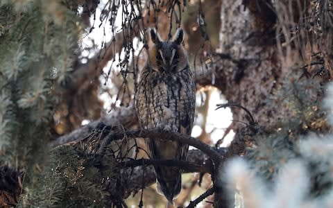 A long-eared owl sits on a branch of a pine tree in a park in Kikinda, Serbia - Credit:  MARKO DJURICA/REUTERS