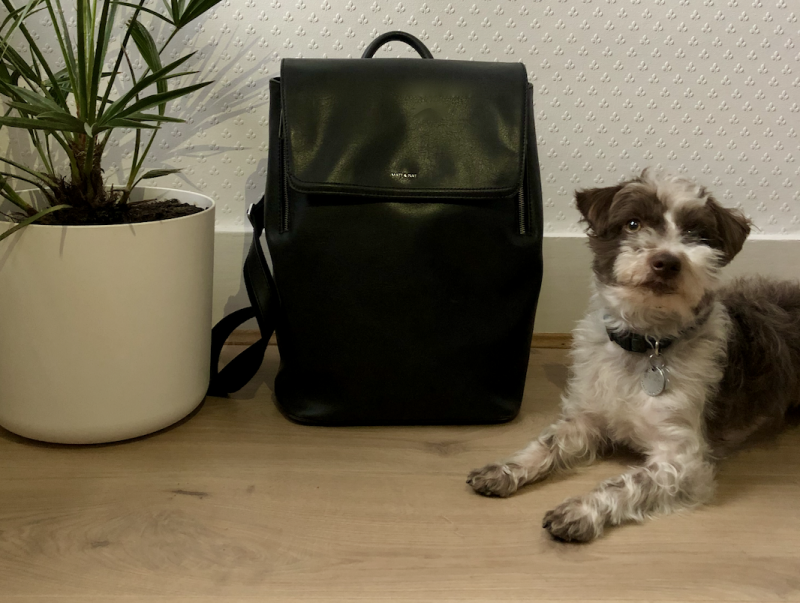 Mein Fabi Rucksack (und Chester) (Foto via Krista Thurrott)