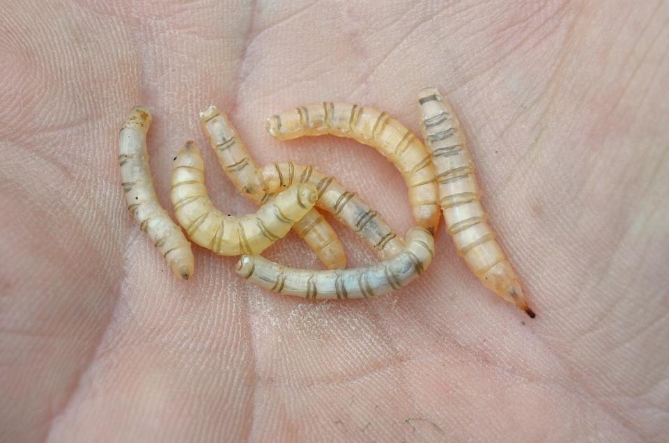 Seven march fly maggots writhing on a human palm