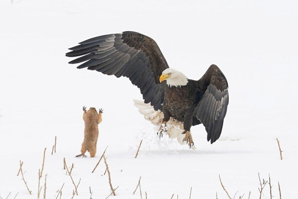 <p>Writes Trevino, "When this Bald Eagle missed on its attempt to grab this prairie dog, the prairie dog jumped towards the eagle and startled it long enough to escape to a nearby burrow. A real David vs. Goliath story!."</p>