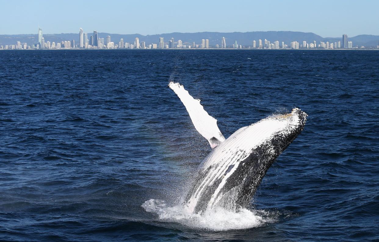 A humpback whale breaches the ocean water.