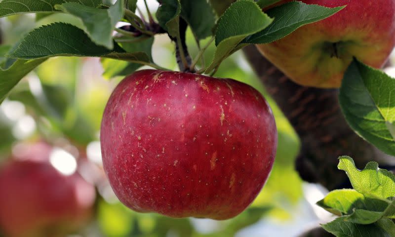 ▲蘋果又香又甜，且營養滿分，是許多人喜愛的水果之一。（示意圖／翻攝自pixabay）
