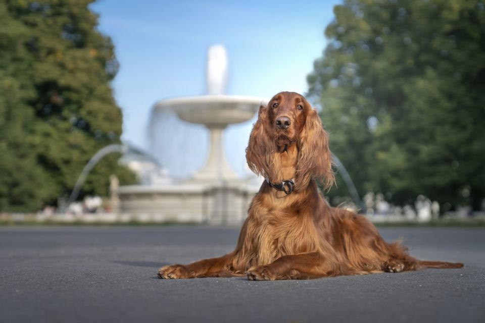 20 best dogs for kids irish setter