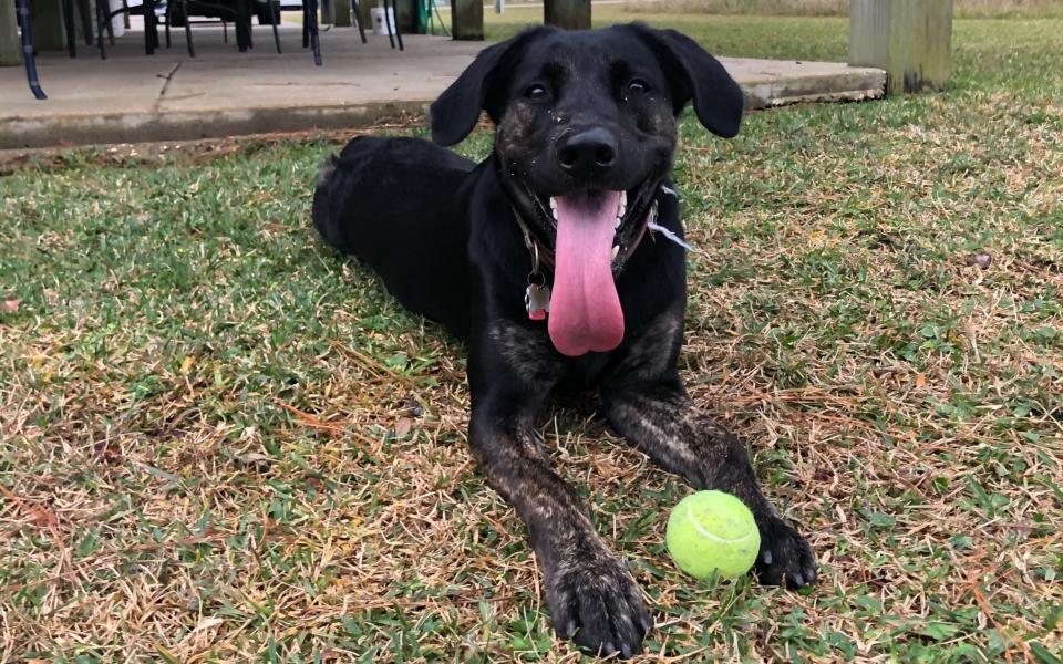 Be careful before throwing that ball back – “Zoey’s friendly but she might slobber on you,” her owner warns - GUINNESS WORLD RECORDS