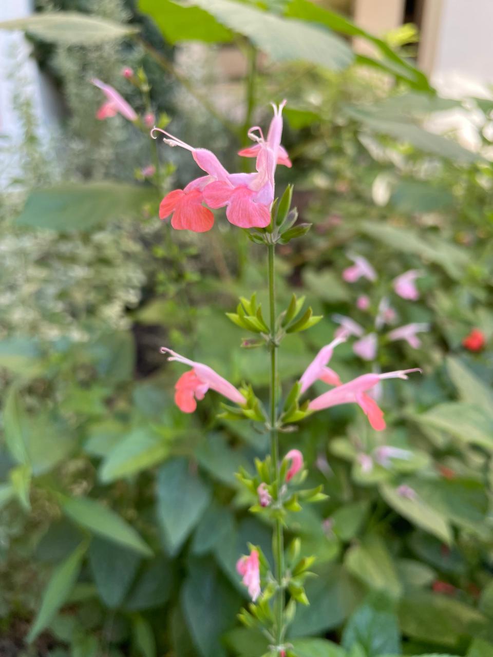 Pink salvia is one of the native species planted by Palm Beach Public students.
