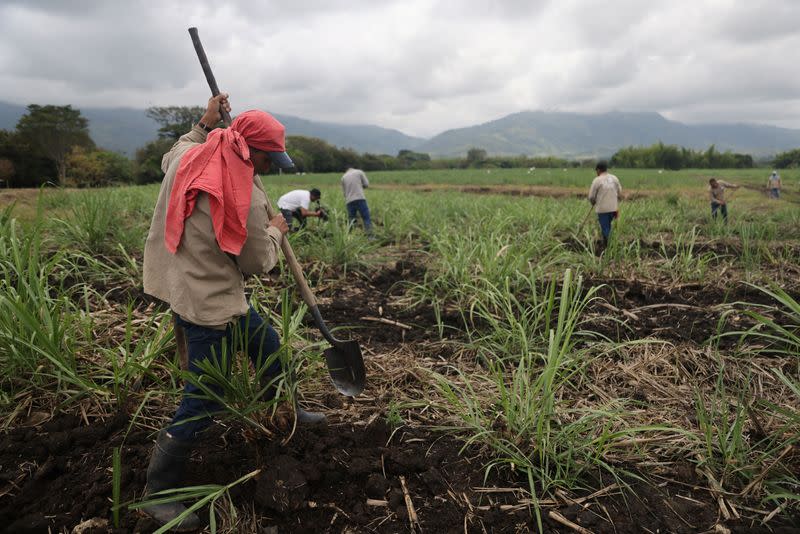 Trabajadores de un ingenio azucarero preparan la tierra para sembrar caña de azúcar en un cañaveral que, según ellos, podría ser invadido por comunidades indígenas y agricultores pobres, en Corinto, departamento del Cauca