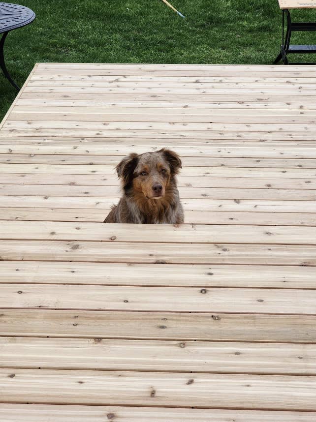 Dog sitting on a wooden deck, looking directly at the camera