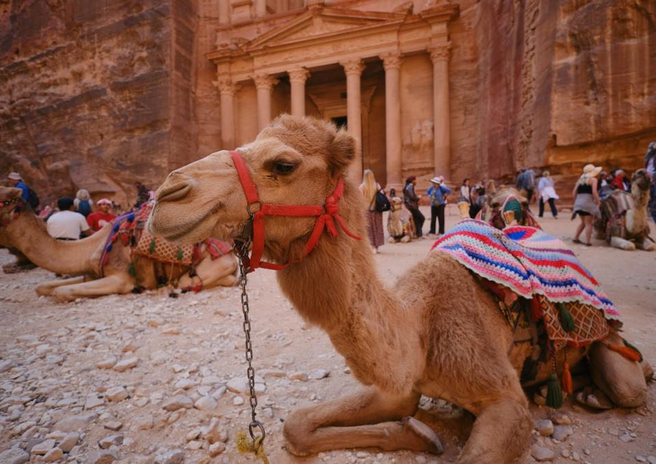 A camel sits in front of the Petra Treasury (Unsplash)