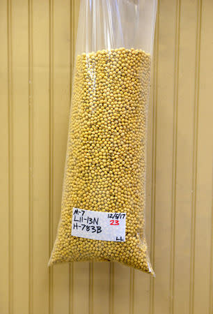 A sample of clean, processed soybeans at Peterson Farms Seed facility in Fargo, North Dakota, U.S., December 6, 2017. Photo taken December 6, 2017. REUTERS/Dan Koeck