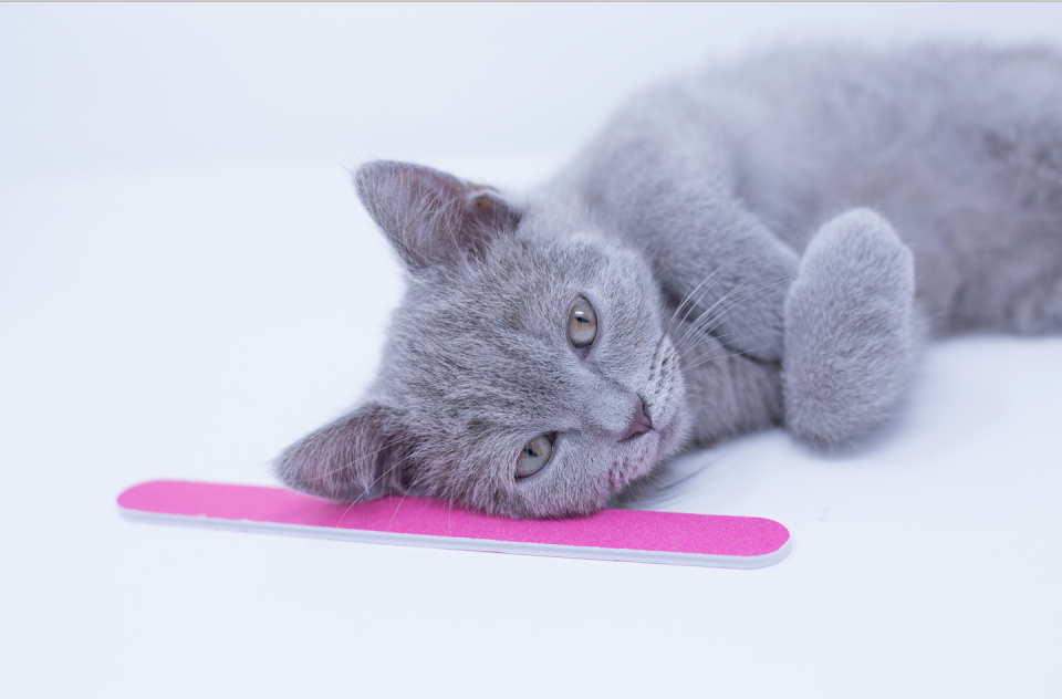 Cat, Small to medium-sized cats, Mammal, Felidae, British shorthair, Pink, Korat, Chartreux, Russian blue, Whiskers, 