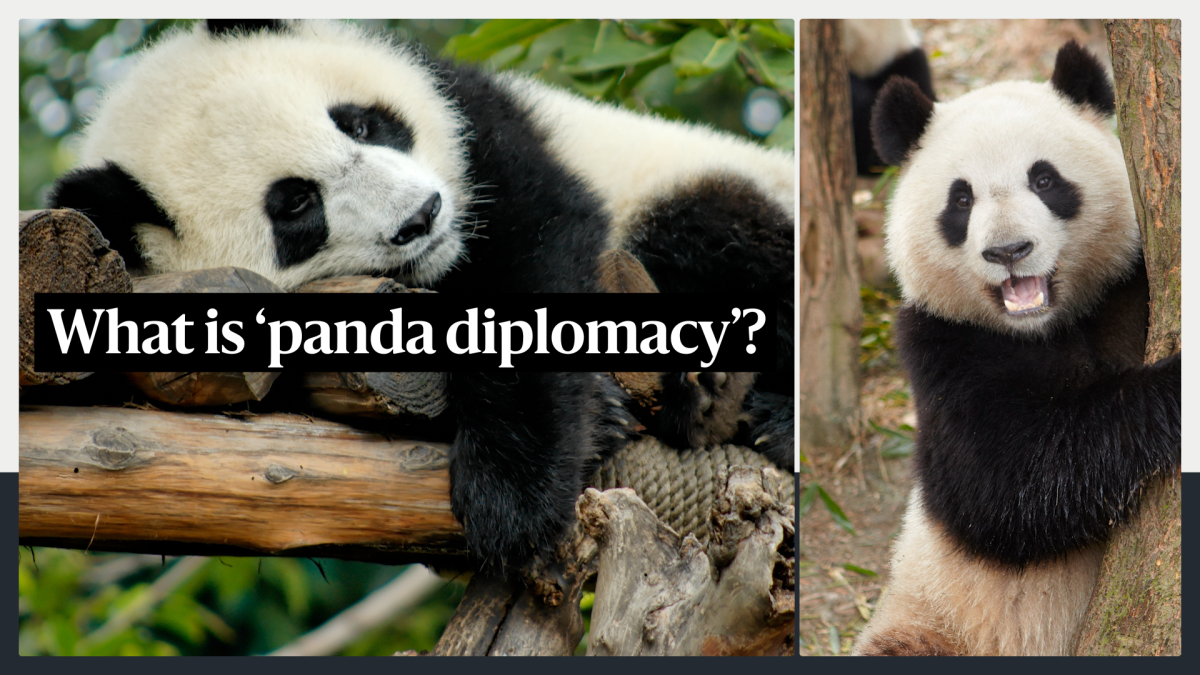 A brief history of 'panda diplomacy' - with new additions to