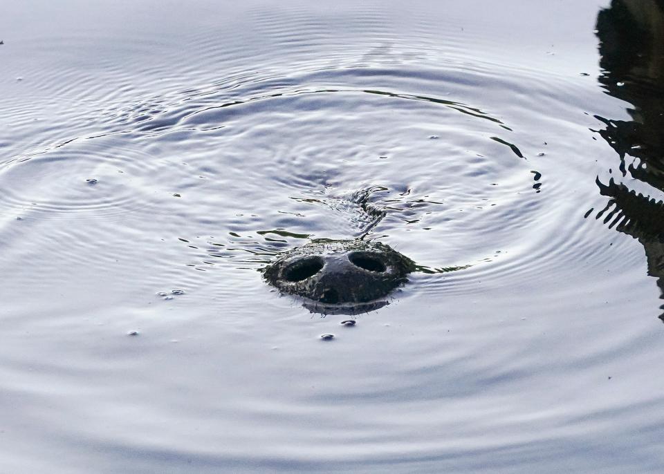 A manatee comes up for air in Willoughby Creek on Tuesday, Jan. 4, 2022, in Martin County.