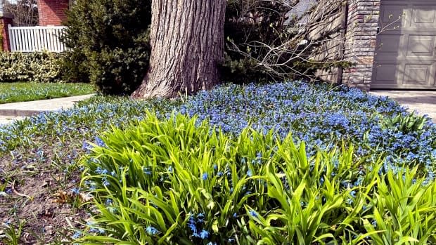 Wild bluebells in Toronto's Beach neighbourhood on April 10, 2021.