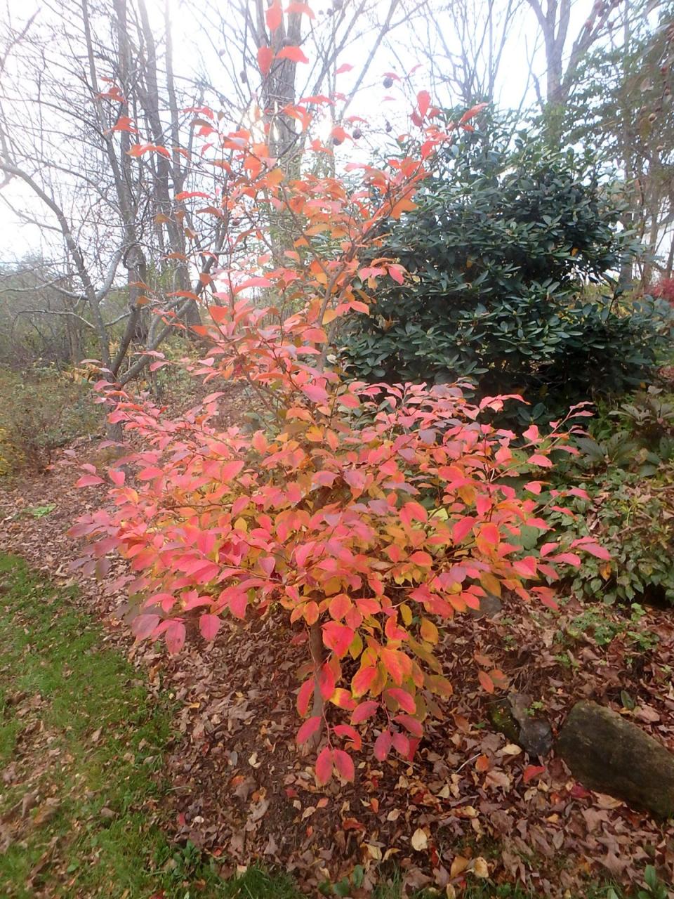 Henry bought this Stewartia for its blossoms and only learned later that its fall foliage is worth writing about.