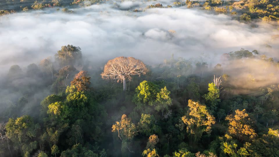 The Amazon River and the Amazon forest in Yurua, Ucayali, in Peru in June 2021. - Andre Dib