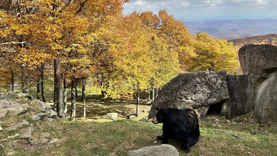 Oct. 13, 2022: This photo shows one of the resident black bears, Carolina, in her scenic home at the Mildred the Bear Animal Habitats at Grandfather Mountain.   The trees within the Animal Habitats have developed nice color, as have those along the paved paths in this location of the park. The vantage points from the viewing areas around the bear and elk habitats are especially nice and provide long-range glimpses as the color moves down into lower elevations.