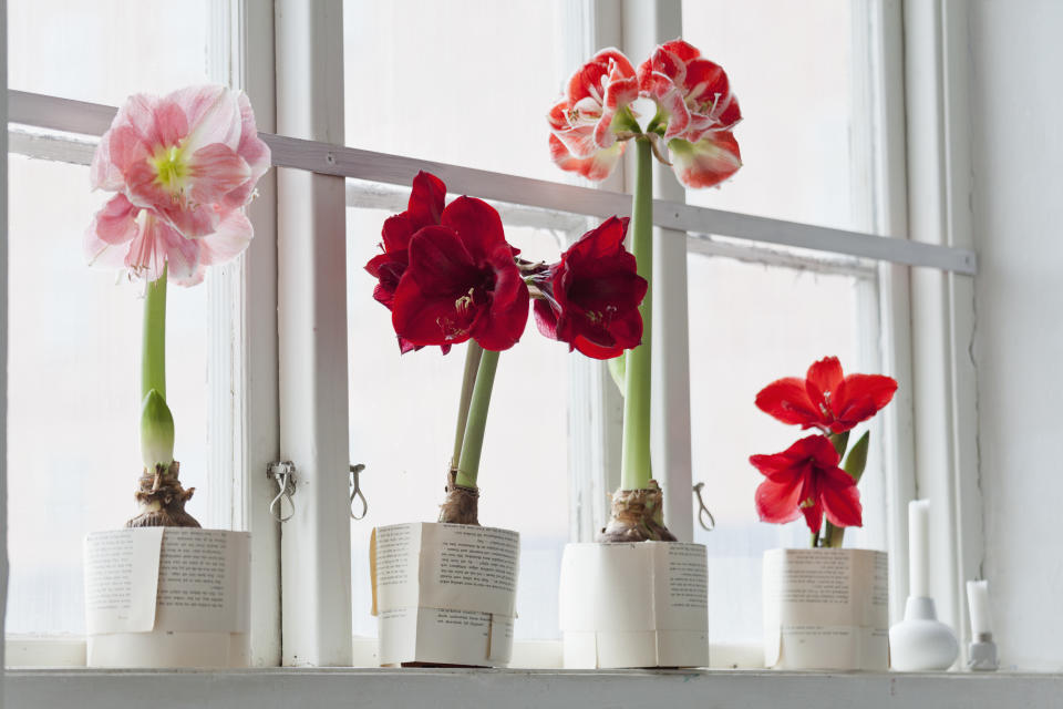 pink, red and white amaryllis plants in a windowsill