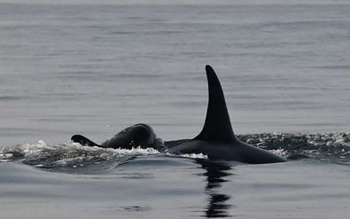 Mother and calf were seen swimming together in Canadian waters - Ben Jones /Centre for Whale Research in Washington