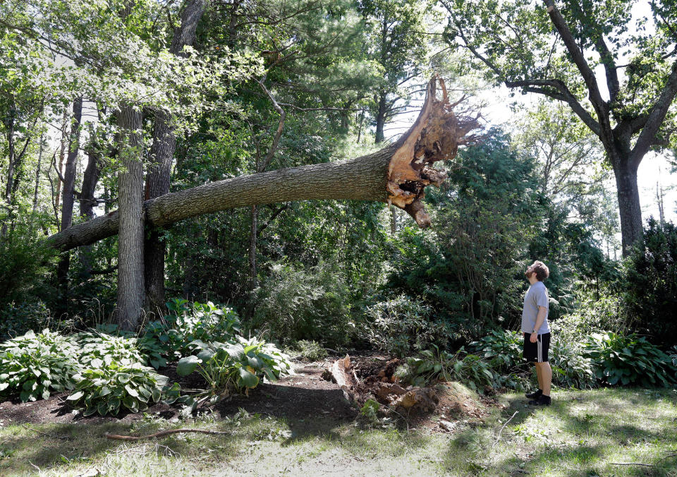 <p>Ian Thompson looks up at a large tree uprooted in his neighborhood Monday, Aug. 22, 2016, in Concord, Mass. A tornado briefly touched down in the historic Massachusetts town, uprooting trees, knocking out power, and causing damage to dozens of homes. There were no reports of injuries. (AP Photo/Elise Amendola) </p>