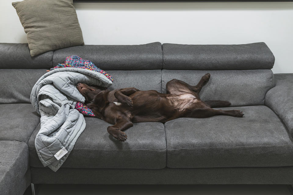 Dog rolling on her back on a couch