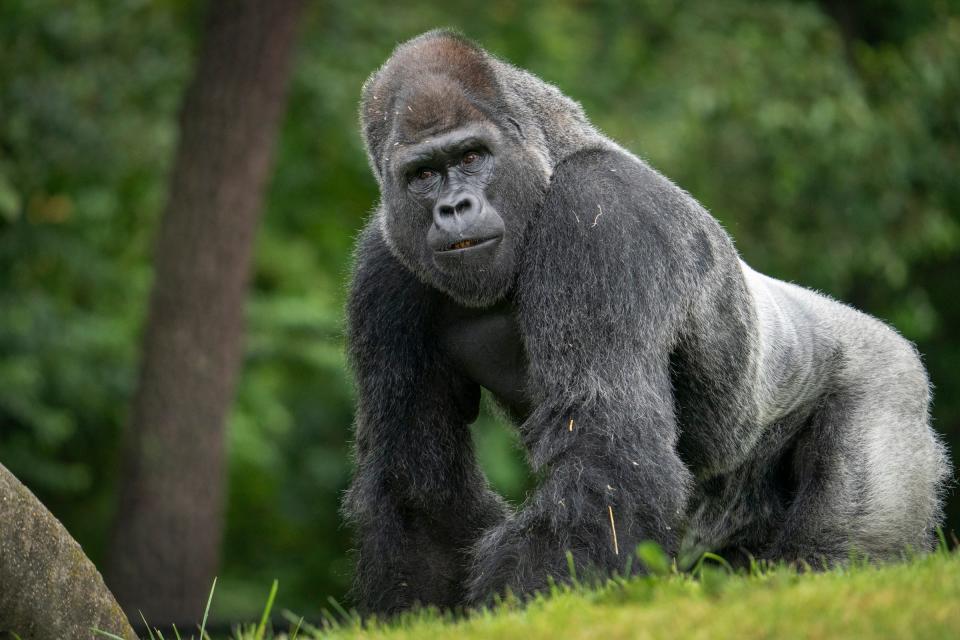 Mshindi, a silverback gorilla at the Detroit Zoological Society in Royal Oak, Michigan, checks out his surroundings on Thursday, Aug. 24, 2023.