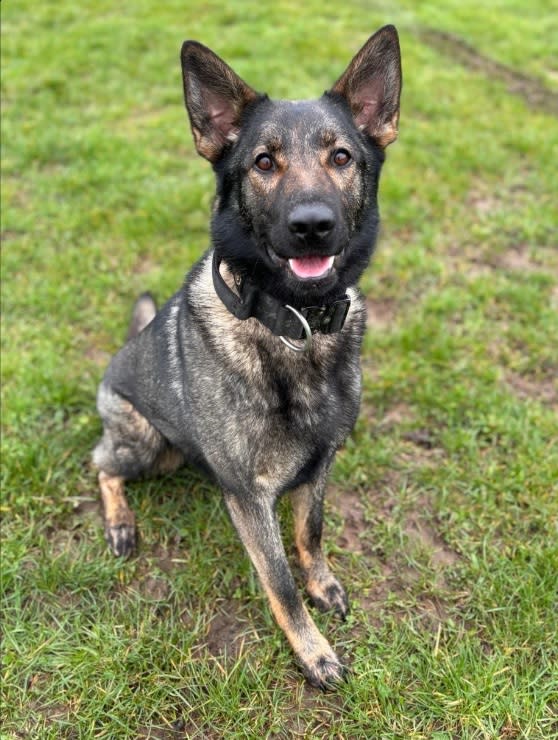 Police dog Zyla