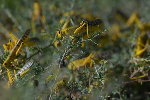 UN food experts say locust numbers may grow 500 times by June