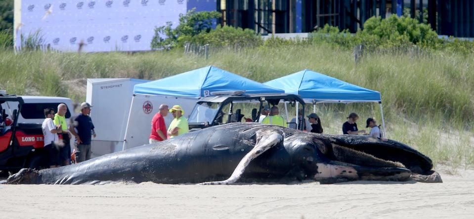 A Marine Mammal Stranding Center crew and local officials gather Sunday, August 13, 2023, behind a dead whale that washed ashore on Lake Takanassee beach in Long Branch.