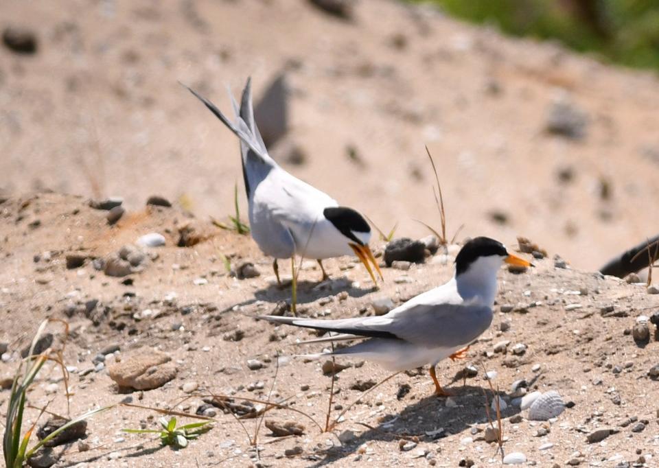 The construction area for The Vue in Satellite Beach has areas marked off for Do Not Enter and No Dogs. Numerous least tern birds are nesting on the site. 