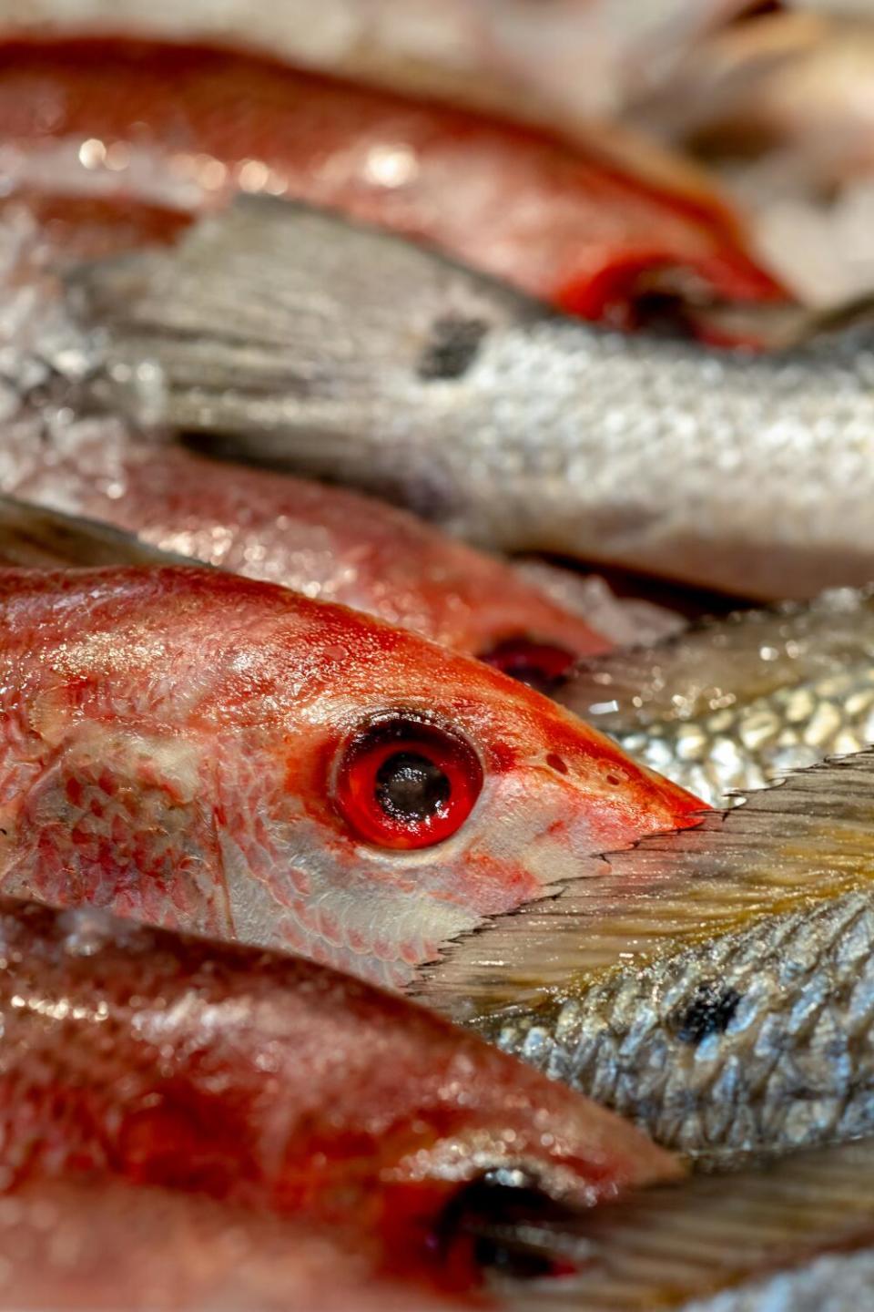 Silk snapper is stacked on ice at the fish counter.