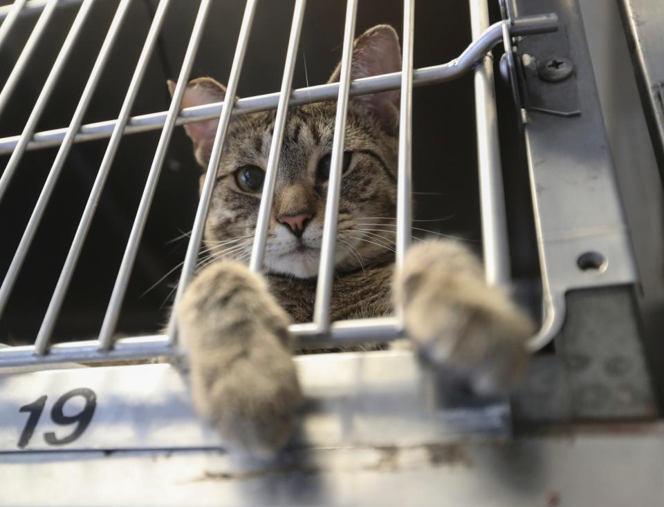 Mowbli looks out of his cage, waiting to be adopted at Hi Tor Animal Care Center in Pomona.
(Credit: John Meore/The Journal News)