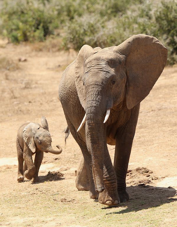 A cow elephant and her calf are pictured in Addo National Park in Addo, South Africa. Unlike Asiatic elephants in which females are tuskless, female African Elephants bear short tusks.