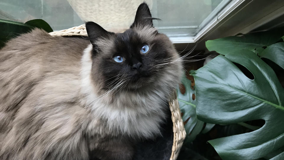 Ragdoll cat next to houseplant