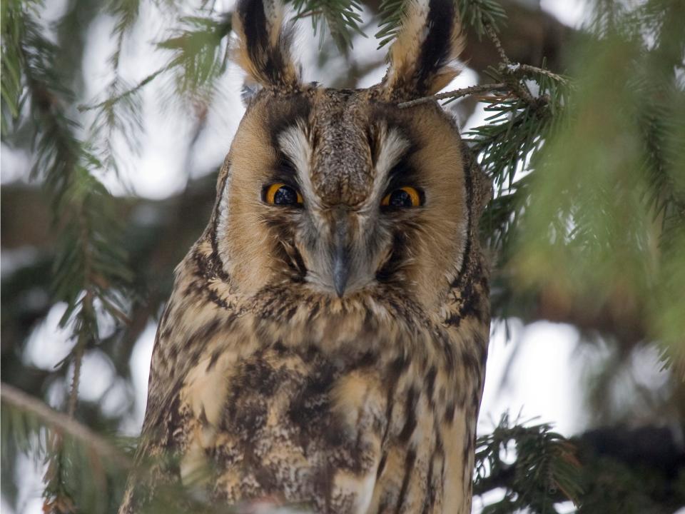 chernobyl wildlife