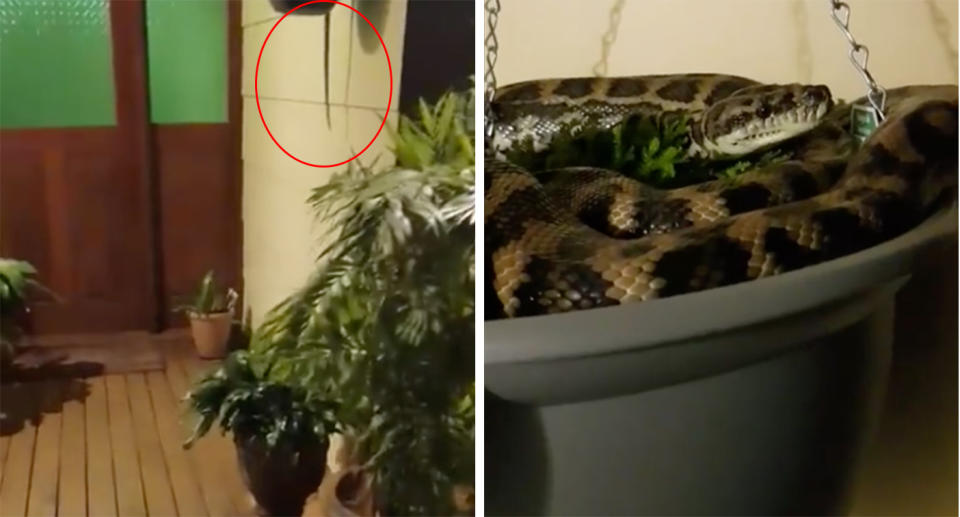 A Queensland snake catcher was called to remove a carpet python from a pot plant on the doorstep of a Sunshine Coast home – but the snake was not happy about being moved. Source: The Snake Catcher 24/7