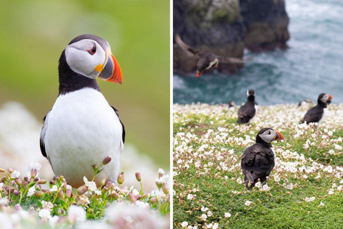 More than 41,000 puffins have been counted on Skomer Island <i>(Image: Grace Hunt)</i>