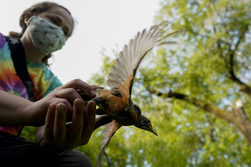 Avian ecologist and Georgetown University Ph.D. student Emily Williams releases an American robin after gathering data, Wednesday, April 28, 2021, in Cheverly, Md. “Realizing that this tiny animal that can fit in the palm of your hand can travel thousands and thousands of miles one way in spring, and then does it again later in the year, was just amazing to me,” she said. “I have always been dazzled by migration.” (AP Photo/Carolyn Kaster)