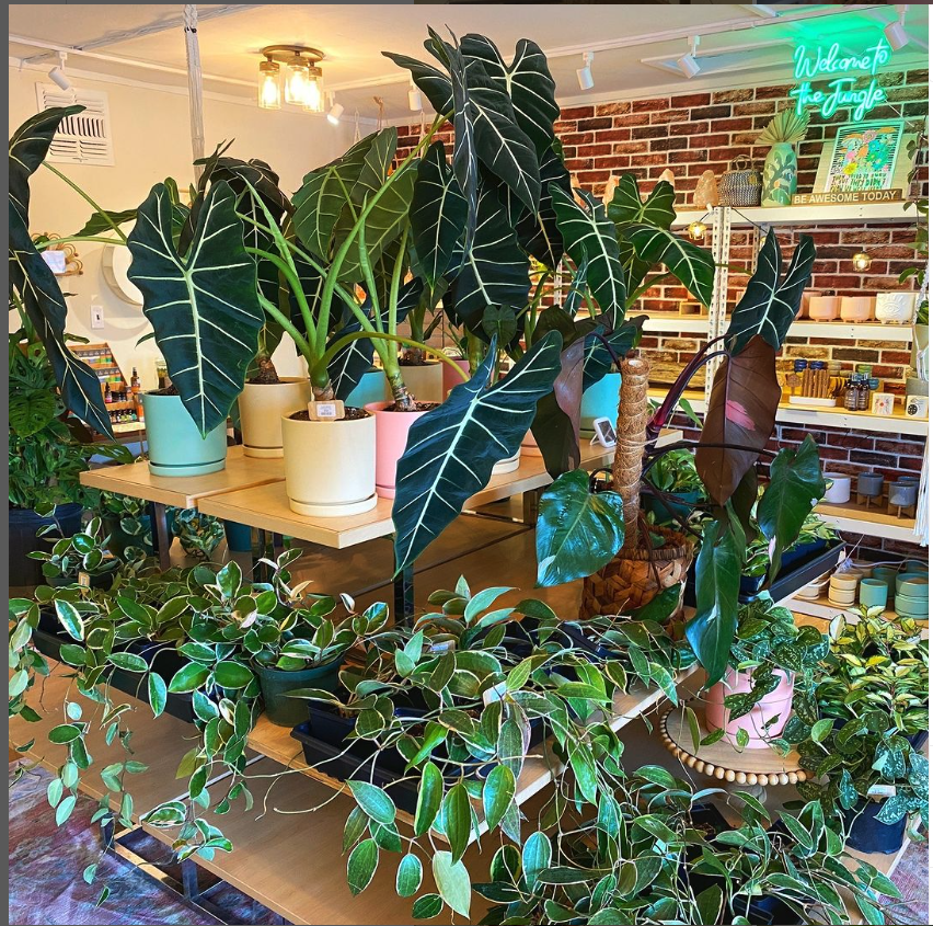 Salt Your Soul Gift Co. is a plant shop and metaphysical space on S. Tamiami Trail in Sarasota.