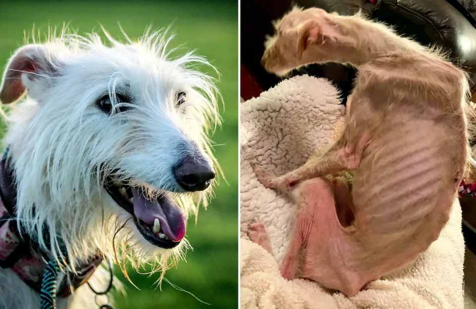 Lurcher pup Tiggy was starved to the brink of death. (SWNS)