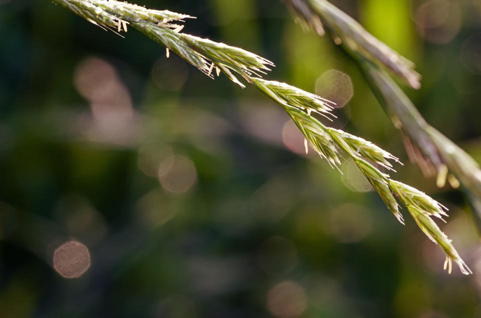 couch grass (Getty Images)