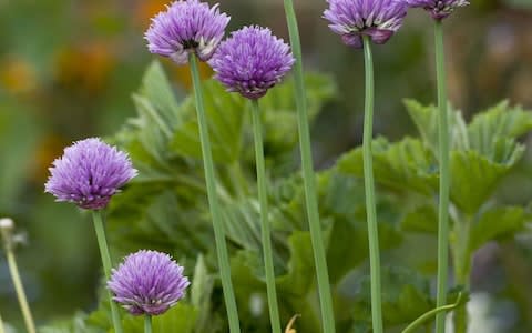 Chives - Credit: Alamy