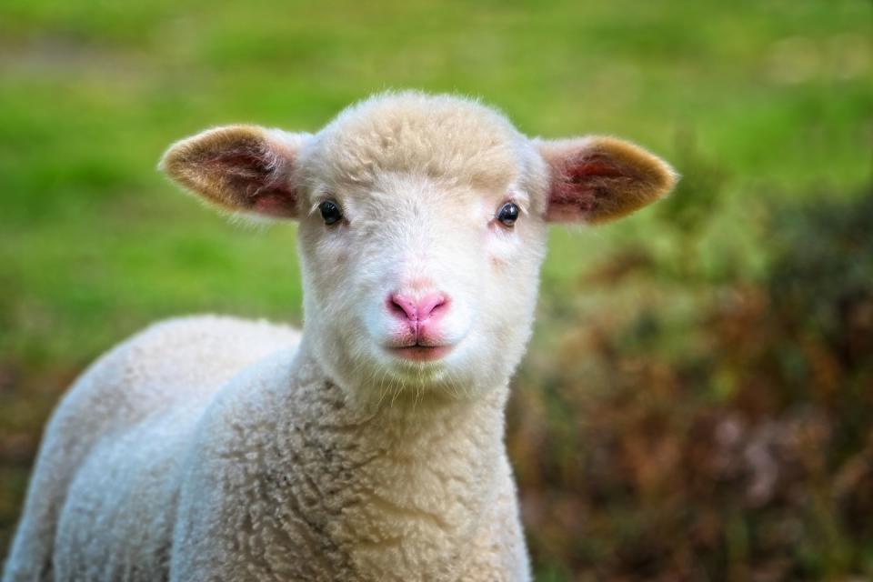 <p>Watch <strong>sheep, goats and newborn lambs</strong> via this adorable live stream. "Our web cam points right down at our farm animals so you'll never miss a moment as they go about their daily lives. It's especially exciting when we’ve got new babies," explains the farm. </p><p><a class="link " href="https://www.folly-farm.co.uk/webcams/barn-webcam/" rel="nofollow noopener" target="_blank" data-ylk="slk:WATCH NOW;elm:context_link;itc:0;sec:content-canvas">WATCH NOW</a></p>