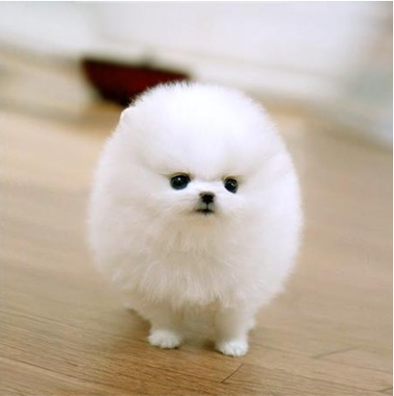 Puffy Puppy